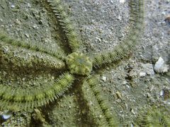 Macrophiothrix