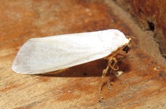 Agylla nivea