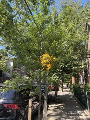 Quercus coccinea