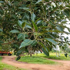 Ficus amplissima