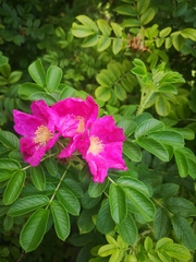 Rosa rugosa