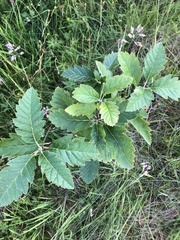 Scandosorbus