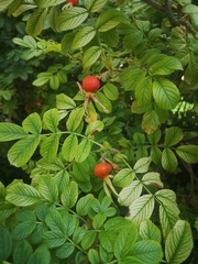 Rosa rugosa