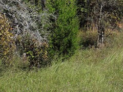 Dichanthium sericeum