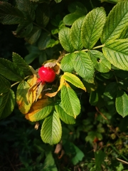 Rosa rugosa