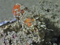 Crenarctus bicuspidatus