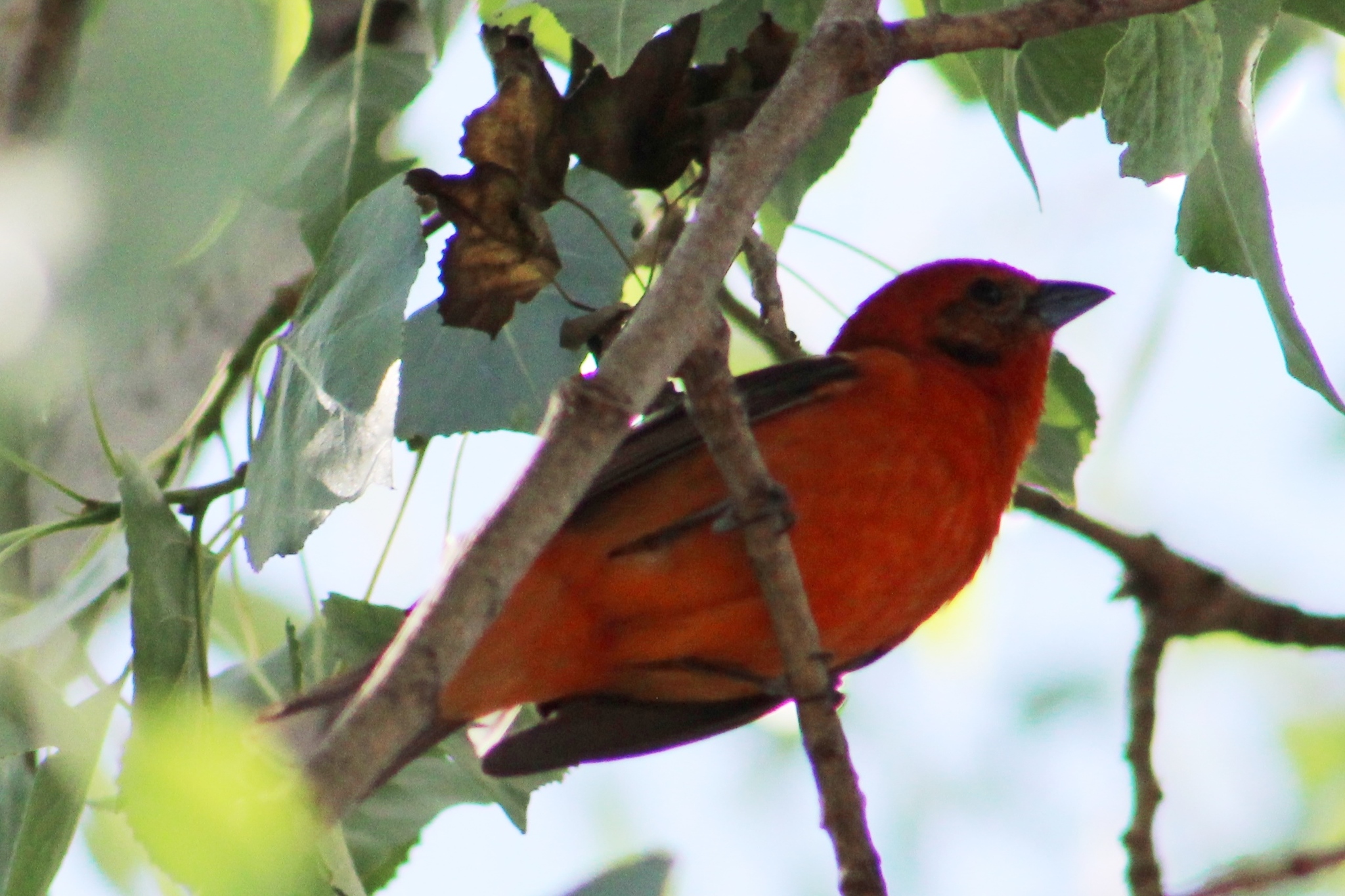 Flame-coloured Tanager (Piranga bidentata)