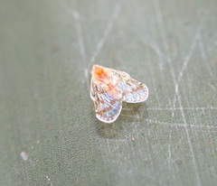 Saccharodite chrysonoe
