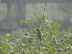 Saxicola maurus