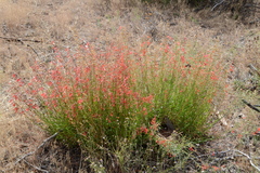 Penstemon rostriflorus