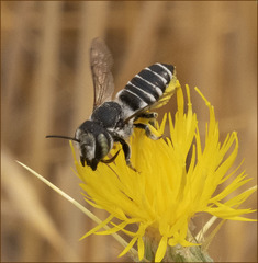 Megachile apicalis
