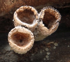 Trichoderma latizonatum