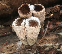 Trichoderma latizonatum