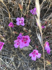 Clarkia williamsonii