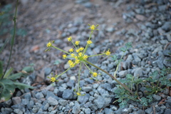 Lomatium martindalei