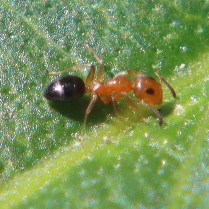 Turneria