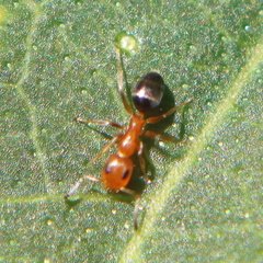 Turneria bidentata