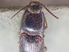 Hypnoidus bicolor
