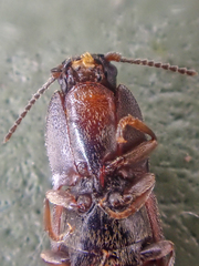 Hypnoidus bicolor