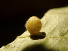 Caryomyia cilidolium