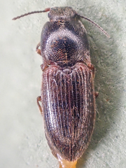 Hypnoidus bicolor