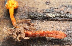 Ophiocordyceps variabilis