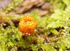 Ophiocordyceps variabilis