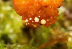 Ophiocordyceps variabilis