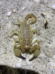 Anuroctonus phaiodactylus
