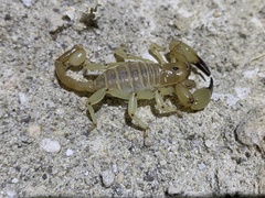 Anuroctonus phaiodactylus