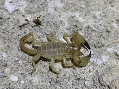 Anuroctonus phaiodactylus