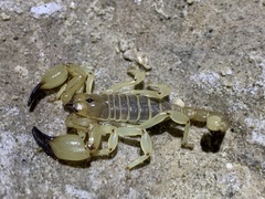 Anuroctonus phaiodactylus