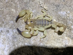 Anuroctonus phaiodactylus