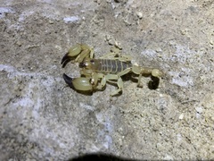 Anuroctonus phaiodactylus