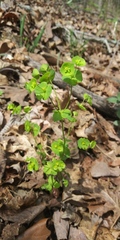 Euphorbia commutata