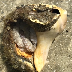 Octopus americanus