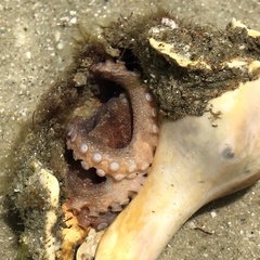 Octopus americanus