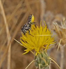 Megachile apicalis