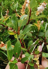 Salix foetida
