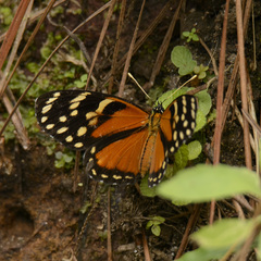 Eresia ithomioides alsina