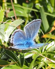 Polyommatus eros