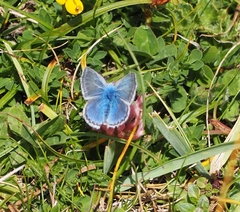 Polyommatus eros