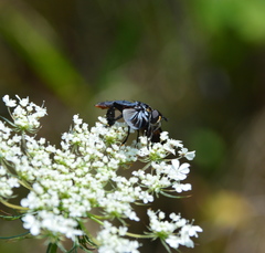 Trichopoda lanipes