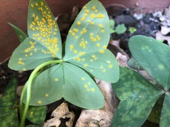 Puccinia oxalidis