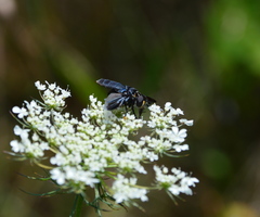 Trichopoda lanipes