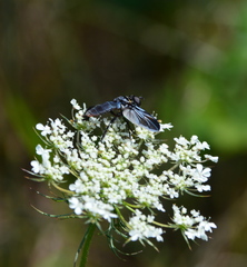 Trichopoda lanipes