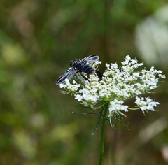 Trichopoda lanipes