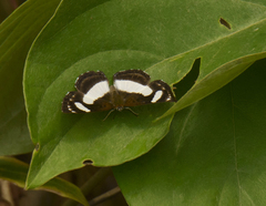Janatella leucodesma