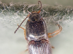 Hypnoidus bicolor
