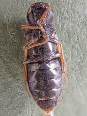 Eanus granicollis